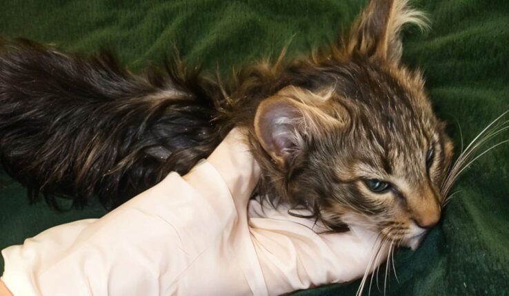 Cat Dangers: You Won’t Take Your Cats for Walks After This