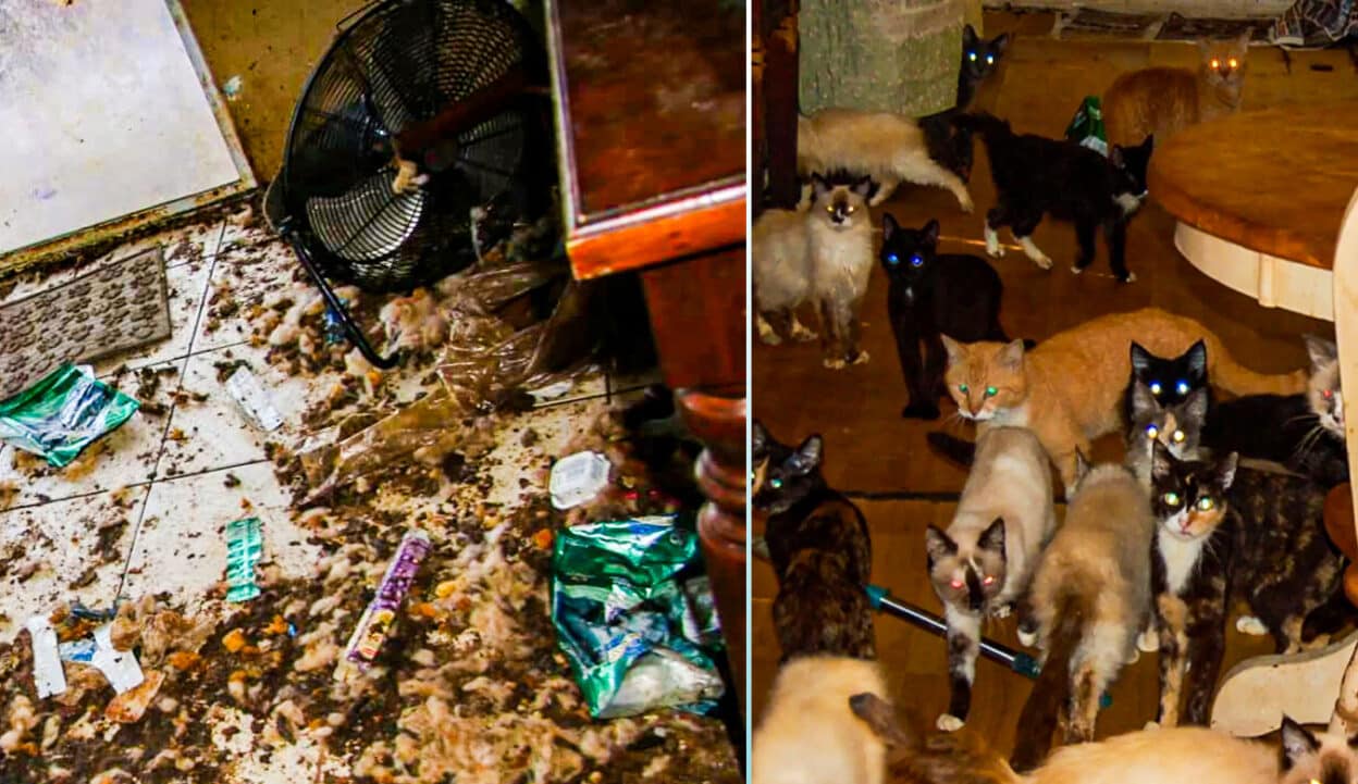 Animal Control Finds Cat Skeletons in Hoarder’s House