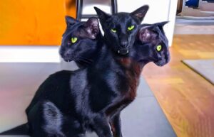 10 Weird Looking Cats That Will Creep You Out