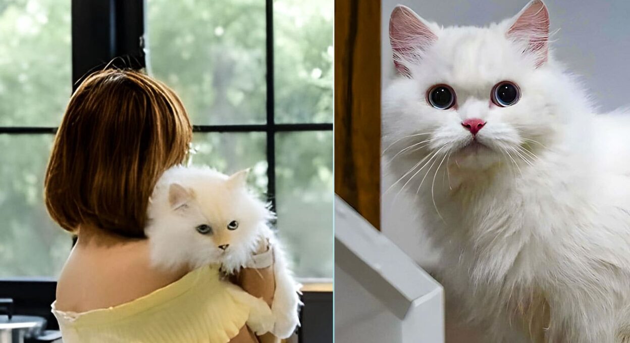 Woman Brought Home a Stray Cat, Turned Out to Be a Millionaire’s Pet