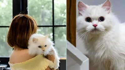 Woman Brought Home a Stray Cat, Turned Out to Be a Millionaire’s Pet