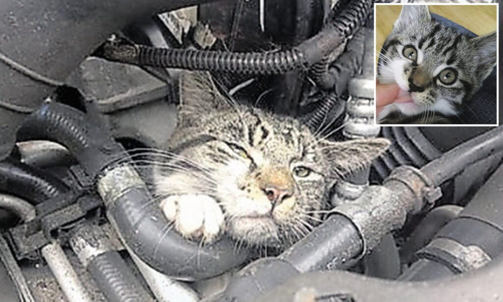 Cat Stuck Under Car Silencer: Winter Safety Alert