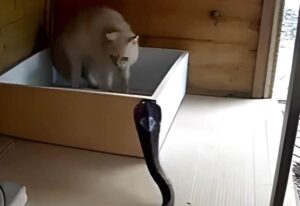 Cat vs Snake: A Fierce Battle for Survival