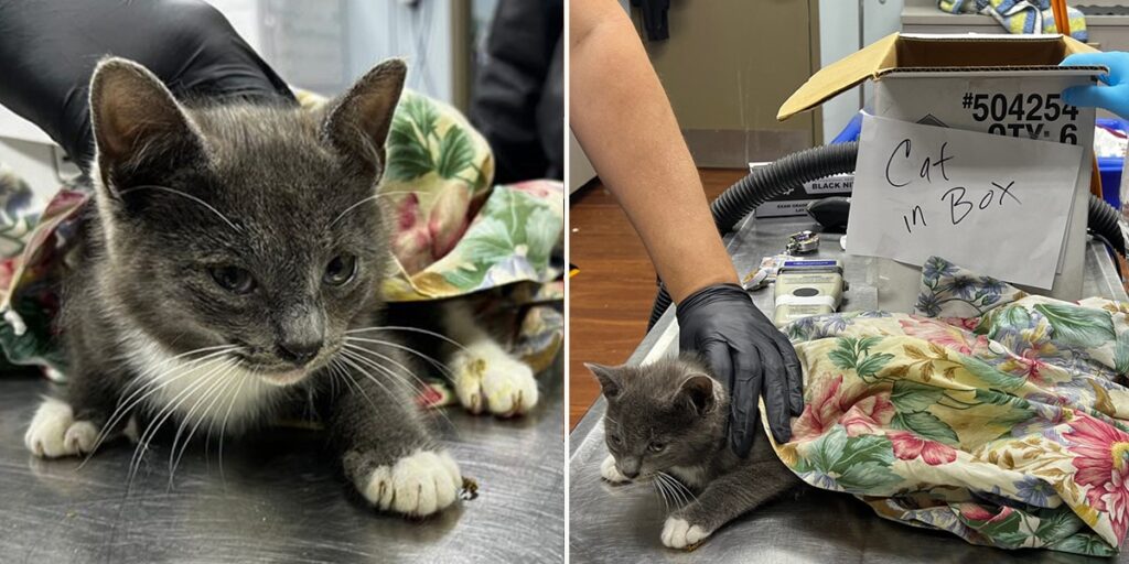 Abandoned Cat Orange County Florida cover