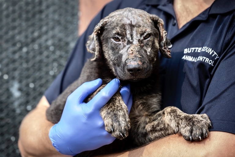 CA wildfire 2020 Trooper dog