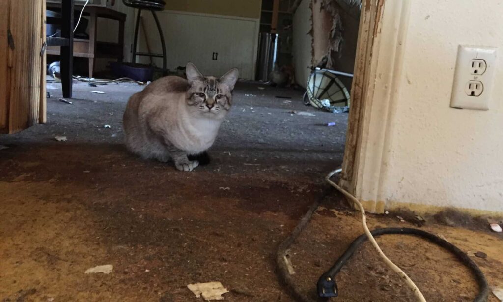 Heartwarming Reunion of Missing Cat After Roof Collapse