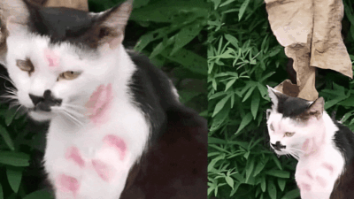 Nonconsensual Kissing: Cats as Victims of Affection