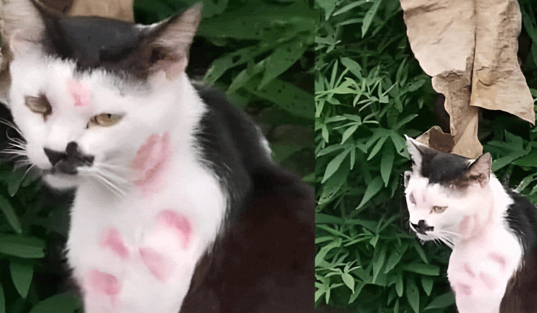 Nonconsensual Kissing: Cats as Victims of Affection