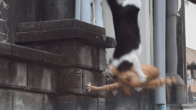 Shocking Cat Incident Caught on CCTV Footage