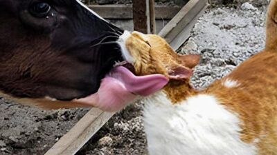 Whiskers and Bessie: Unlikely Animal Friendship