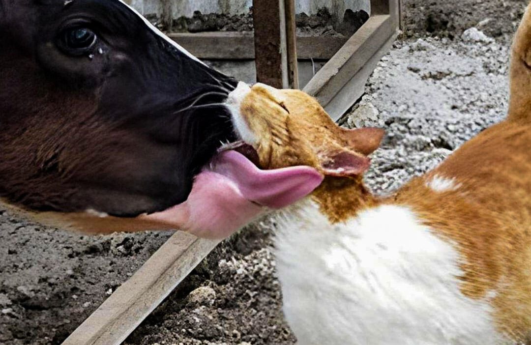 Whiskers and Bessie: Unlikely Animal Friendship