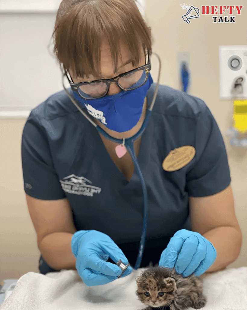 Meet Mufasa, Who We Believe Could Be a Black-Footed Cat