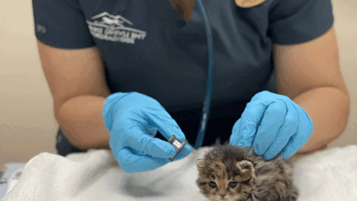 Meet Mufasa, Who We Believe Could Be a Black Footed Cat