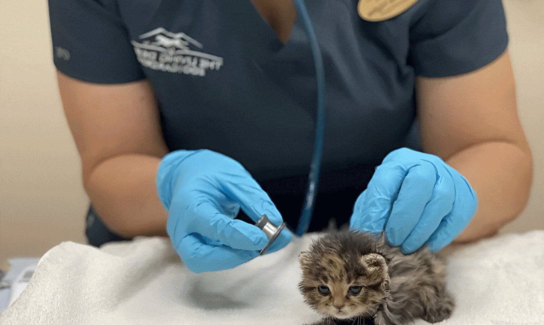 Meet Mufasa, Who We Believe Could Be a Black Footed Cat