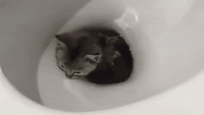 Luna’s Bathroom Adventure: Cat Stuck in Flush