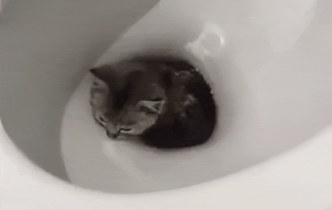 Luna’s Bathroom Adventure: Cat Stuck in Flush