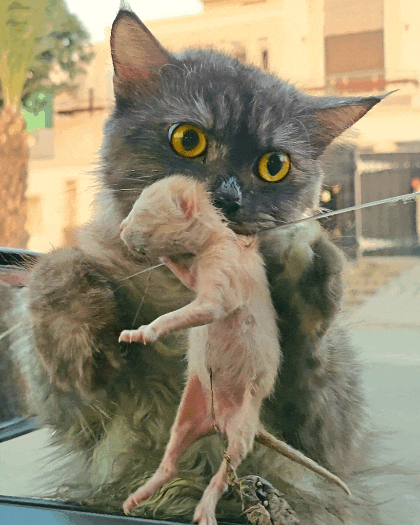 Mother Cat Seeking Help for Injured Kitten