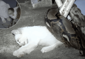 Tragic Encounter: Pet Cat Attacked by Snake