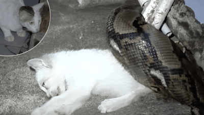 Tragic Encounter: Pet Cat Attacked by Snake