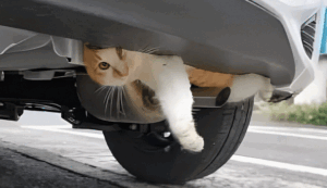 Cat Stuck Under Car Silencer: Winter Safety Alert