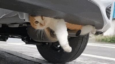 Cat Stuck Under Car Silencer: Winter Safety Alert