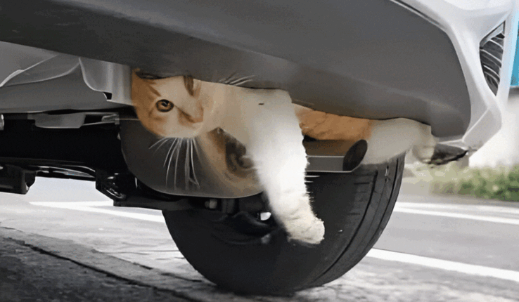 Cat Stuck Under Car Silencer: Winter Safety Alert