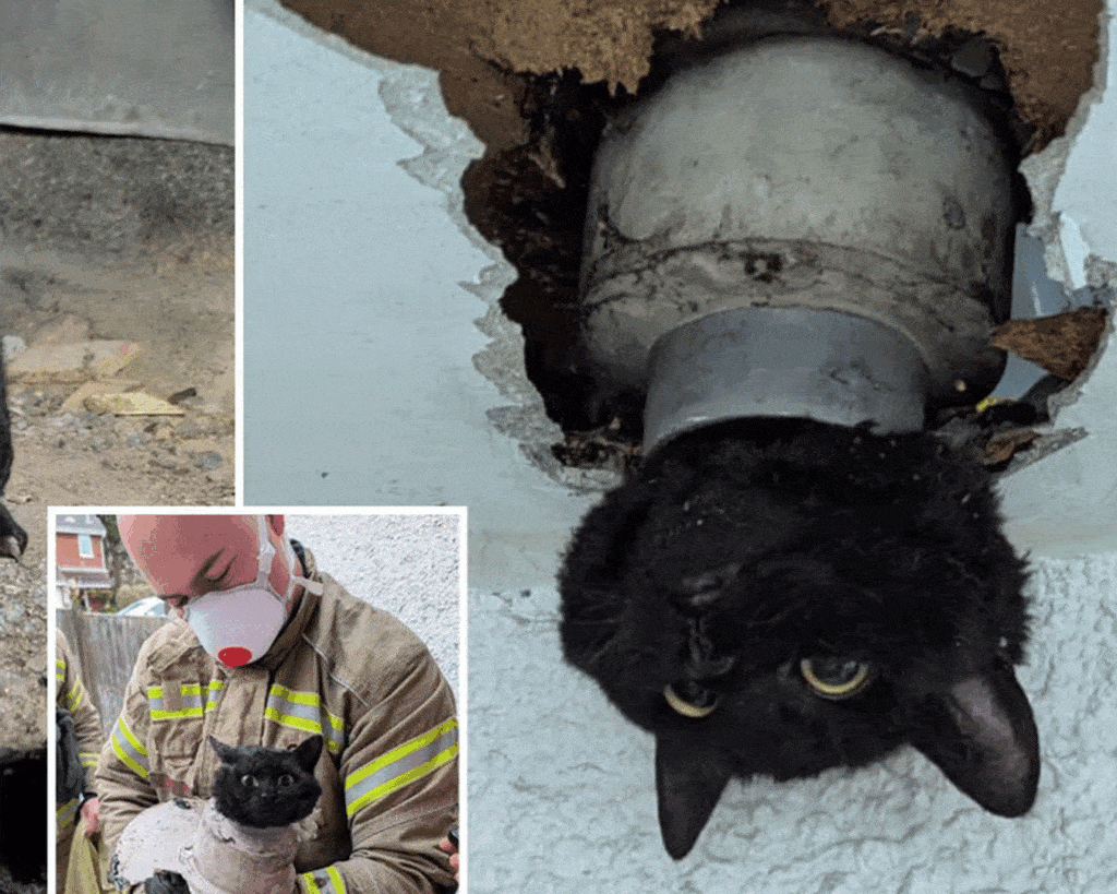 Rescuing a Cat Trapped in a Pipeline