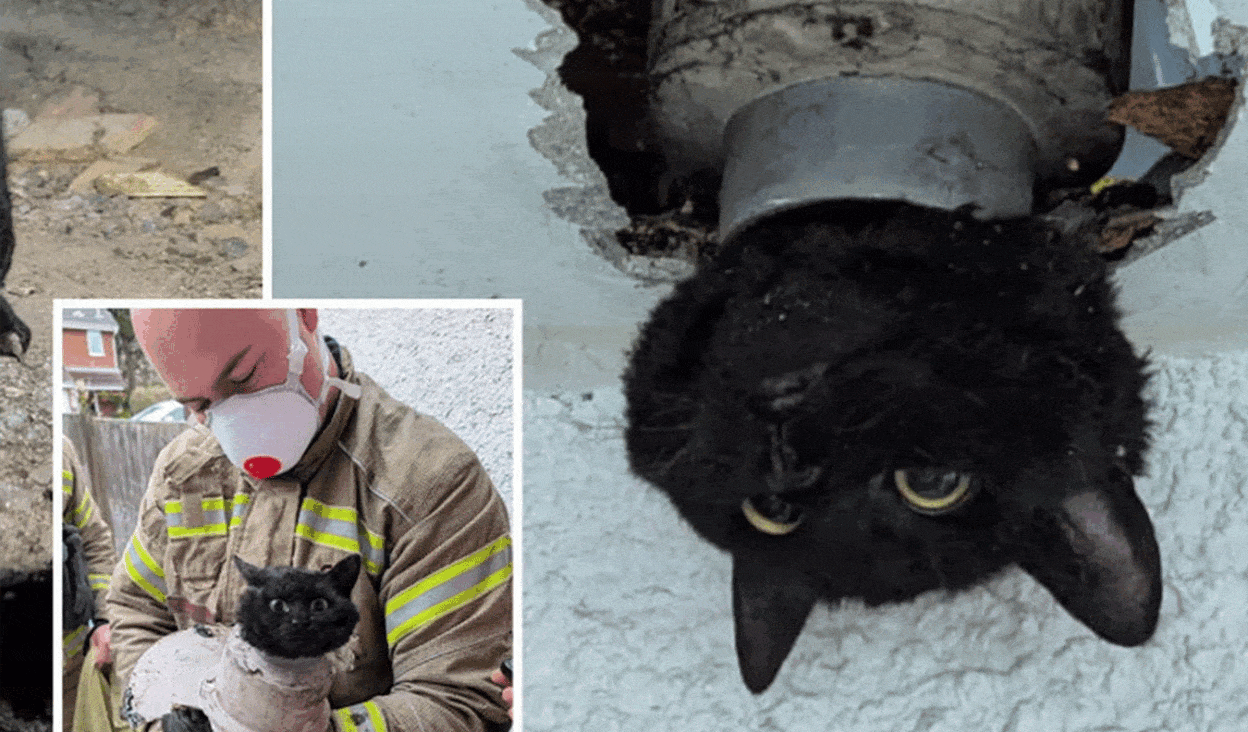 Rescuing a Cat Trapped in a Pipeline