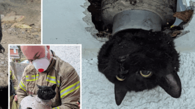 Rescuing a Cat Trapped in a Pipeline