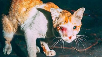 From Street to Sanctuary: The Journey of an Injured Cat