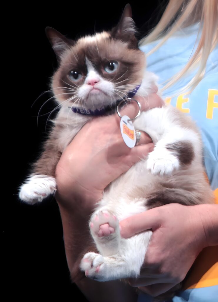 Celebrity Cats Outshine Their Famous Owners