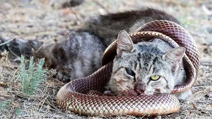 Tragic Encounter: Pet Cat Attacked by Snake