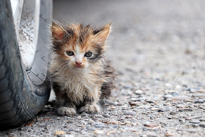 Mother Cat Seeking Help for Injured Kitten