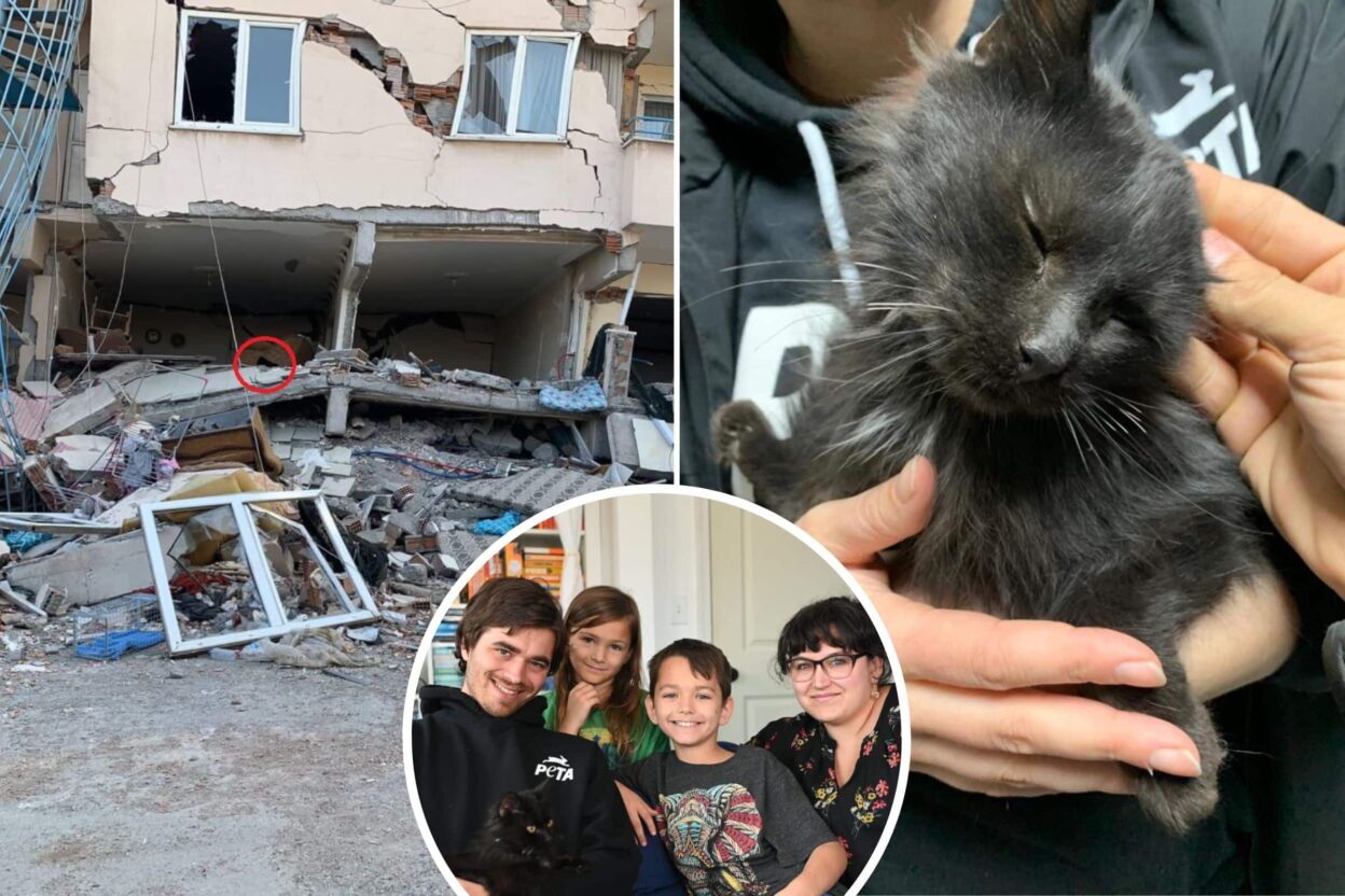 Heartwarming Reunion of Missing Cat After Roof Collapse