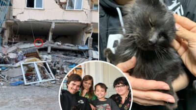 Heartwarming Reunion of Missing Cat After Roof Collapse