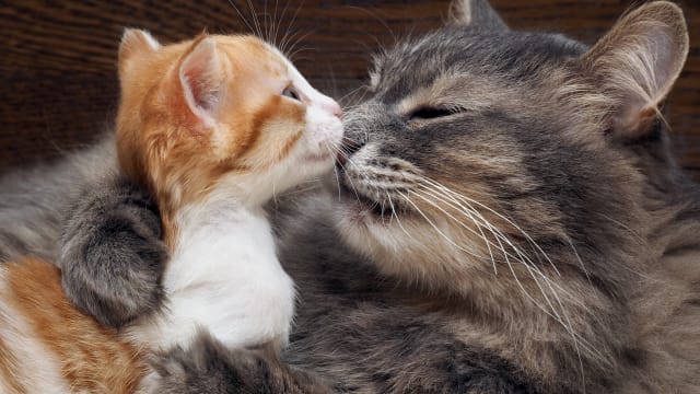 Mother Cat Seeking Help for Injured Kitten