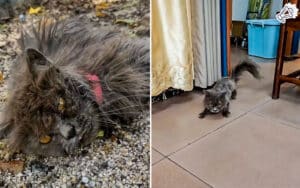 Neglected Cat Rescued from Cardboard Box, Fights for Life