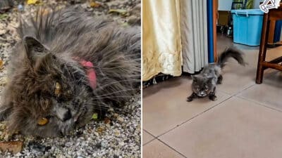 Neglected Cat Rescued from Cardboard Box, Fights for Life