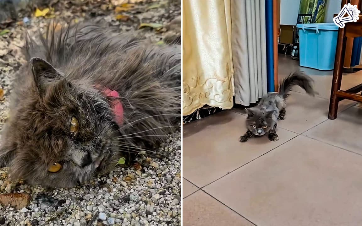 Neglected Cat Rescued from Cardboard Box, Fights for Life