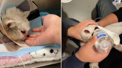 Abandoned Cat Rescued, Red Eyes Reveal Her Suffering