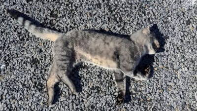 Cat Found Lifeless on Road: Heartbreaking Scene