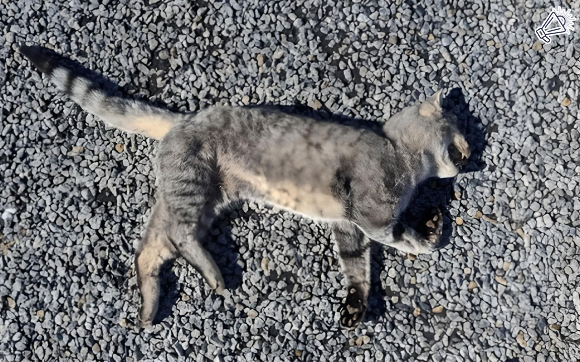 Cat Found Lifeless on Road: Heartbreaking Scene