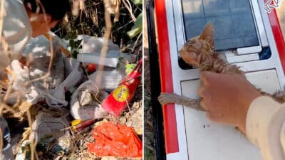 Tiny Kitten Rescued from Garbage, Fighting for Life