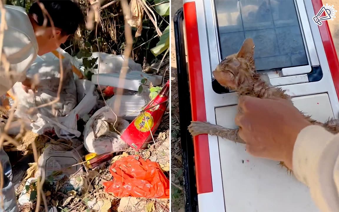 Tiny Kitten Rescued from Garbage, Fighting for Life