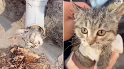 Cat Rescued After Getting Stuck in Pipe