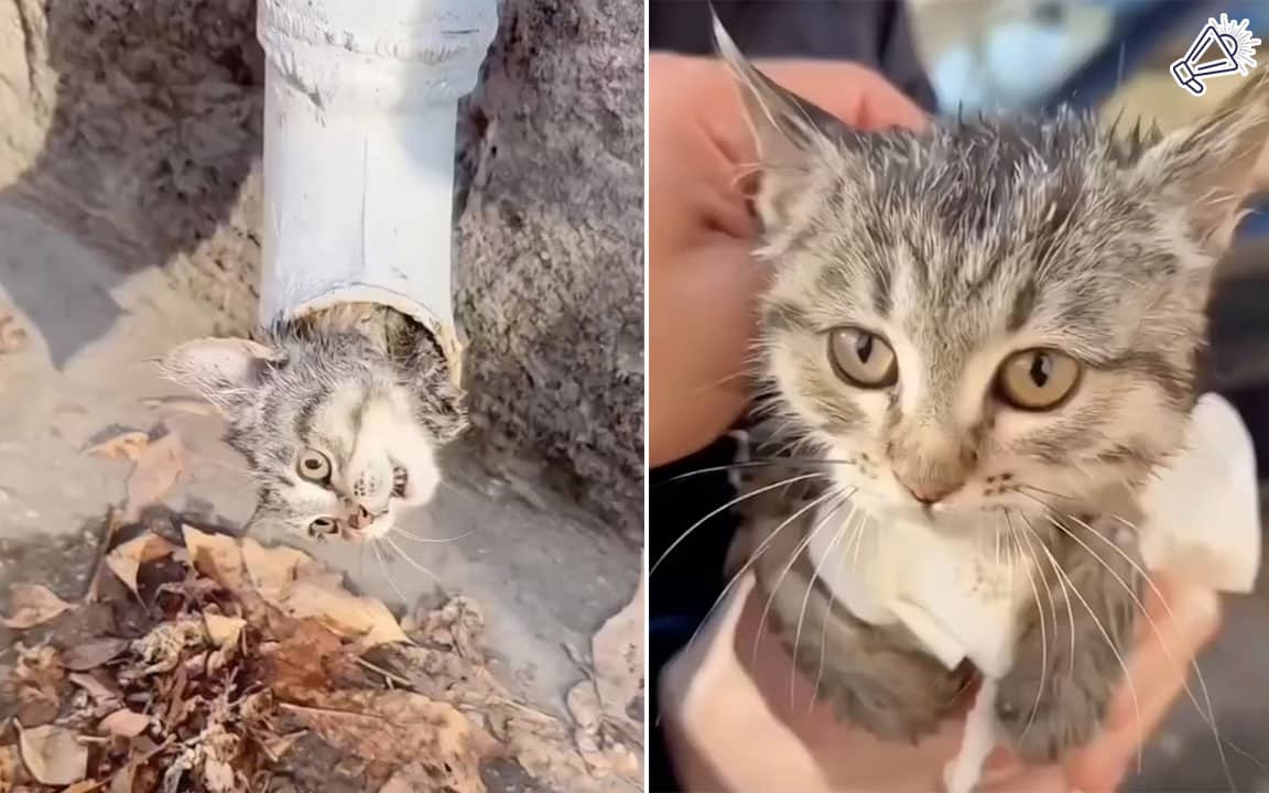 Cat Rescued After Getting Stuck in Pipe