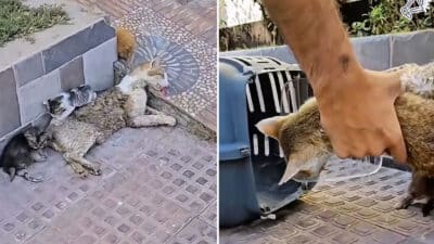 Man Saves Dying Cat and Her Kittens