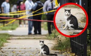 Cat Involved in Crimes: Police Find Cat Linked to Three Crime Scenes