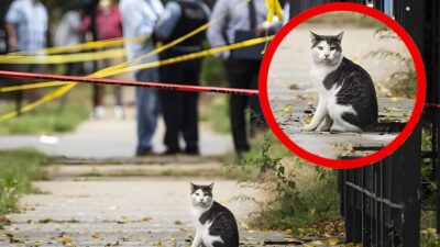 Cat Involved in Crimes: Police Find Cat Linked to Three Crime Scenes