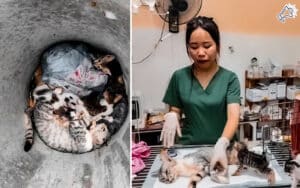 Mother Cat and Kittens Rescued from Cement Pipe